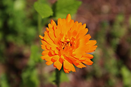 marigold  plant  nature