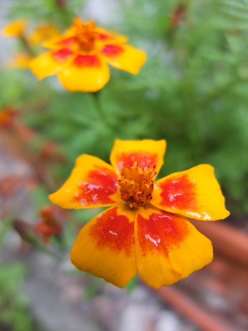 marigold blossom bloom