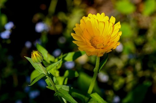 marigold  yellow  nature