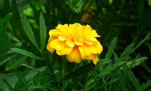 marigold  flower  decorative