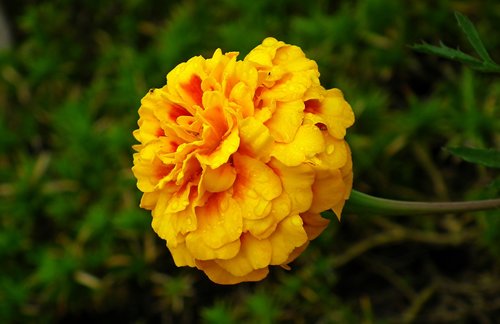 marigold  flower  colored