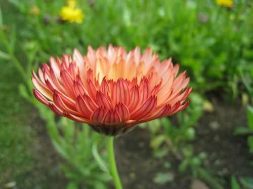 marigold garden orange