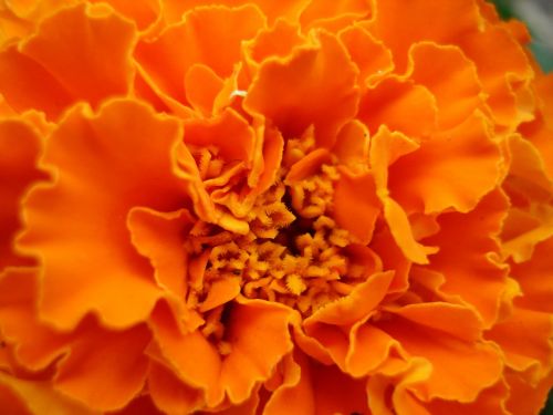 marigold flower orange