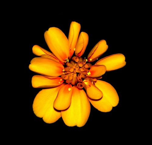 marigold flowers orange