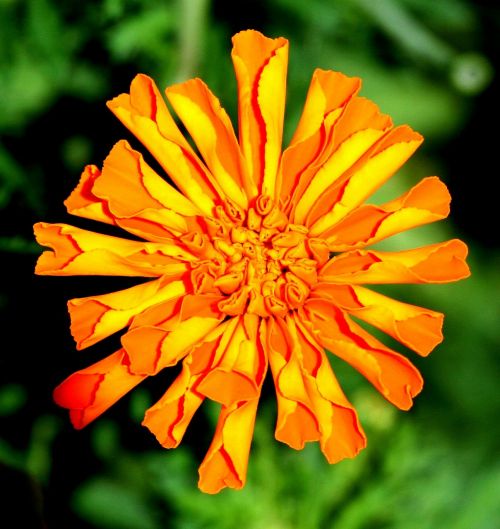 marigold flowers blossom