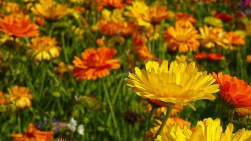 marigold flowers blütenmeer