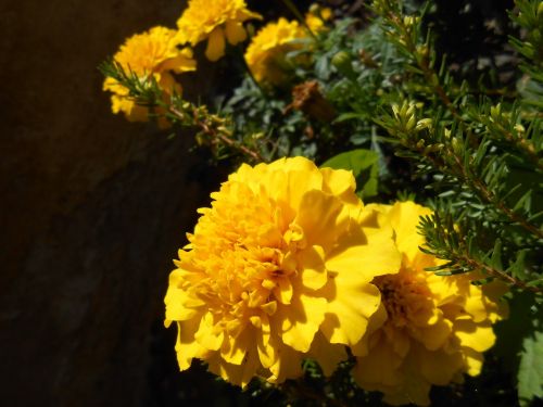 marigold flower flowers