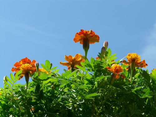marigold flowers sky