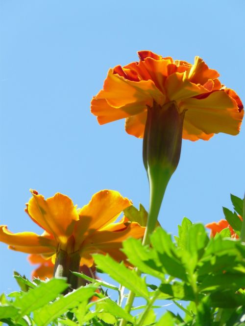 marigold marigolds blossom