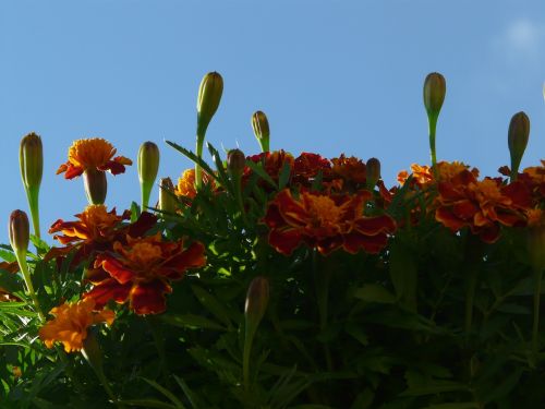 marigold bud stalk