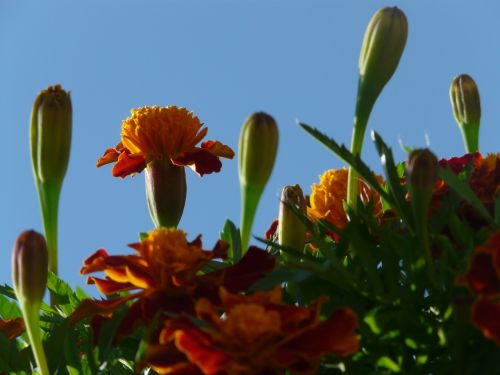 marigold blossom bloom
