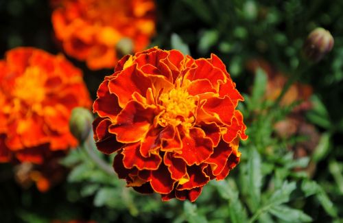 marigold blossom bloom