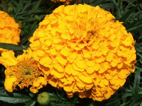 marigold flower meadow