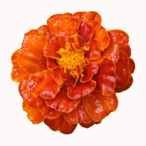 marigold balcony flower orange