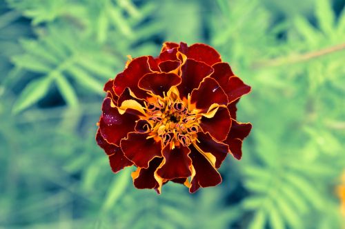 marigold flower burgundy