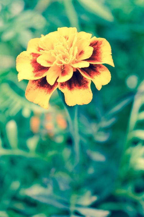 marigold flower green