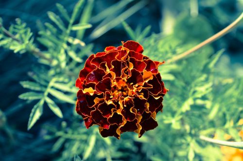 marigold flower green