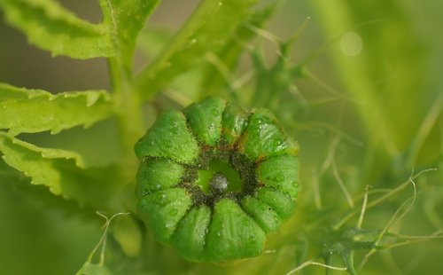 marigold bud  green  flower bud