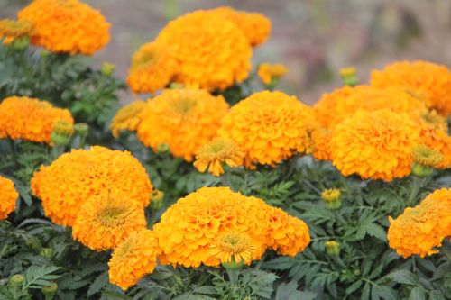marigold flower flowers pretty