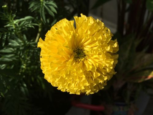 marigold flower marigold a yellow flower