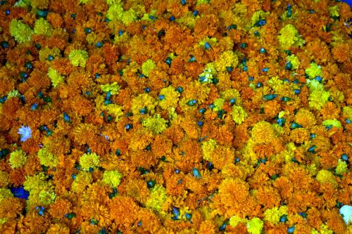 marigold flowers orange yellow