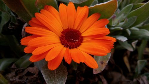 marigolds flowers spring nature