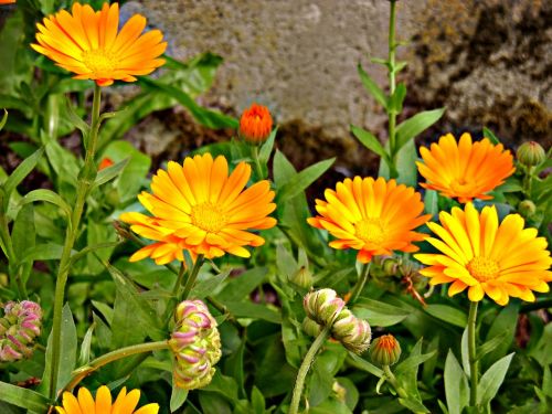 marigolds flowers nature
