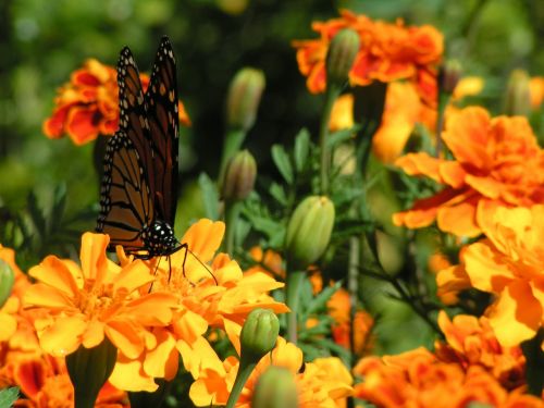 marigolds orange flowers butterfly