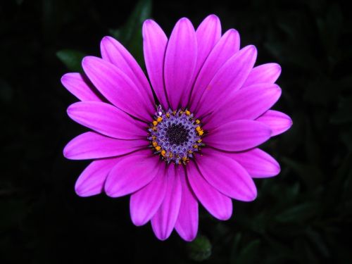 marigolds flower purple