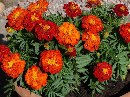 marigolds flowers seedlings