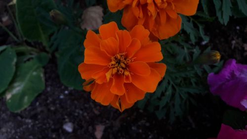 marigolds orange marigolds flowers