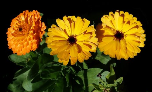 marigolds  flowers  spring