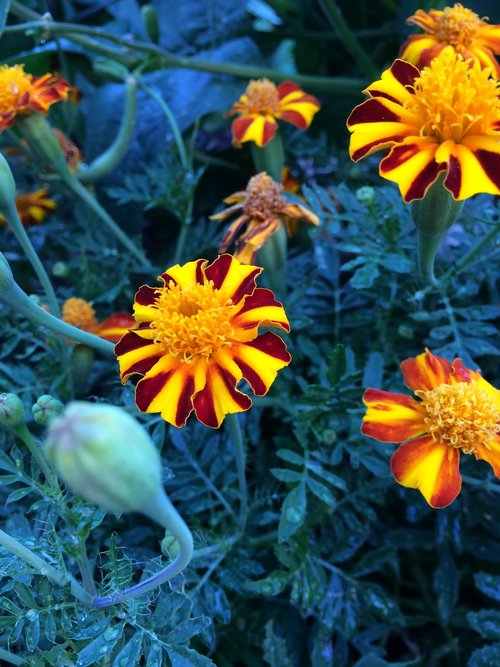 marigolds  garden  flowers