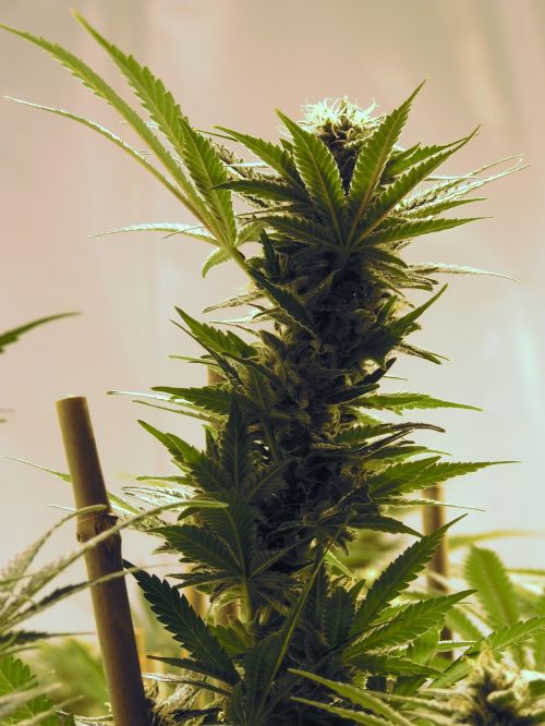 marijuana grow room cannabis