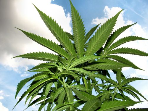 marijuana plant herb