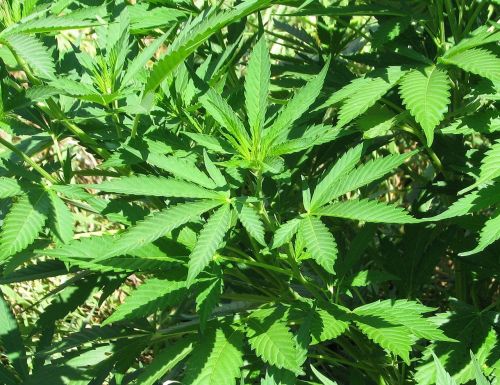 marijuana pot grass
