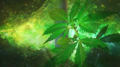 marijuana weed hemp