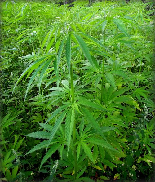 marijuana hemp cannabis
