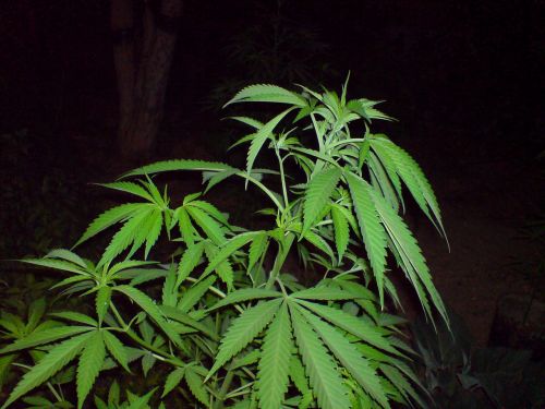 marijuana cannabise green