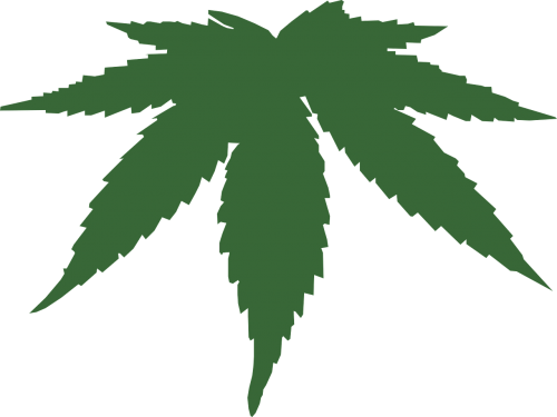 marijuana hemp herb