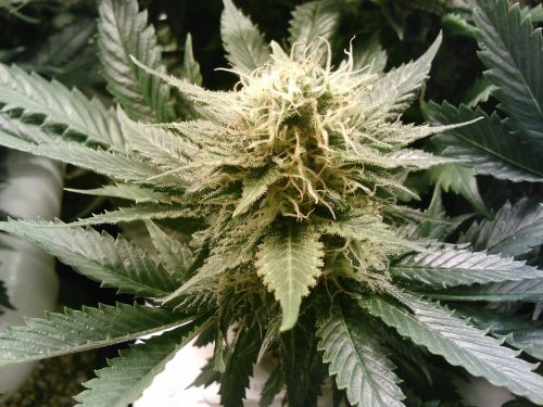 marijuana weed cannabis