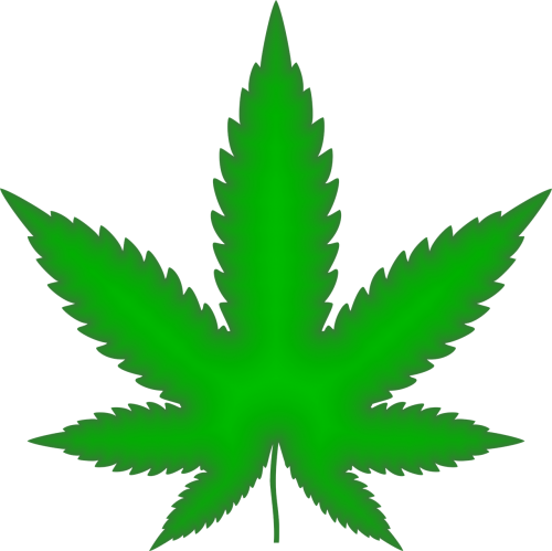 marijuana drugs cannabis