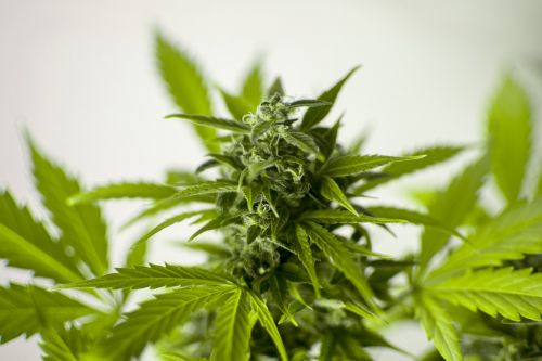 marijuana cannabis hash