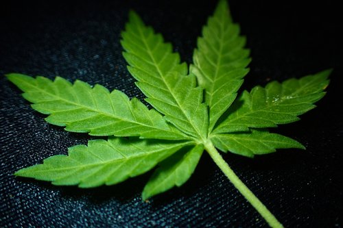 marijuana  ganja  addiction