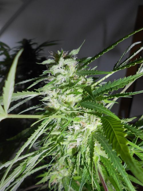marijuana weed plant