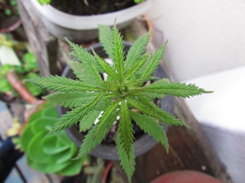 marijuana mandala weed