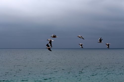 marina seagulls flight