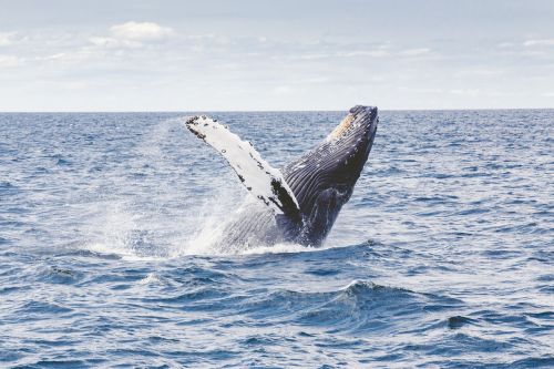 humpback whale marine