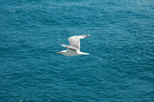 marine seagull fly