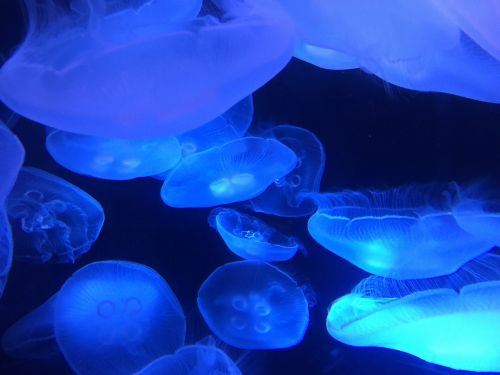 marine ocean jellyfish